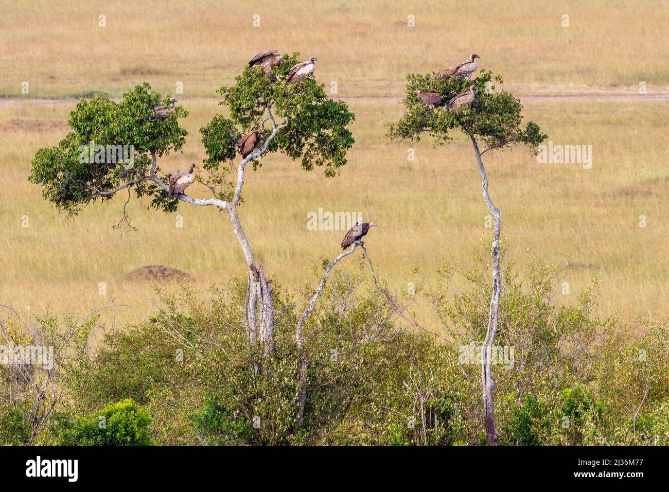 Rebaño con buitres sentados en un árbol en la reserva nacional Masai mara Foto de stock