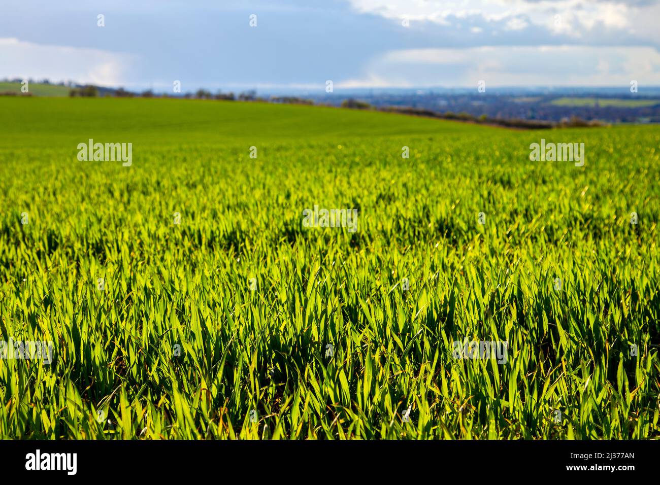 Campo de hierba de trigo joven en primavera (Baldock, Hertfordshire, Reino Unido) Foto de stock