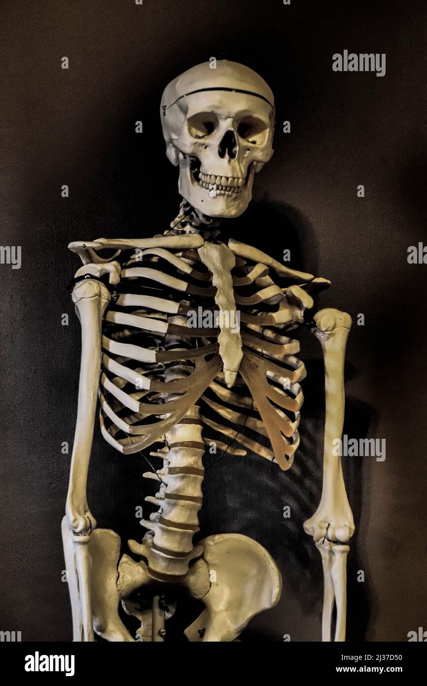 Esqueleto. Foto de stock