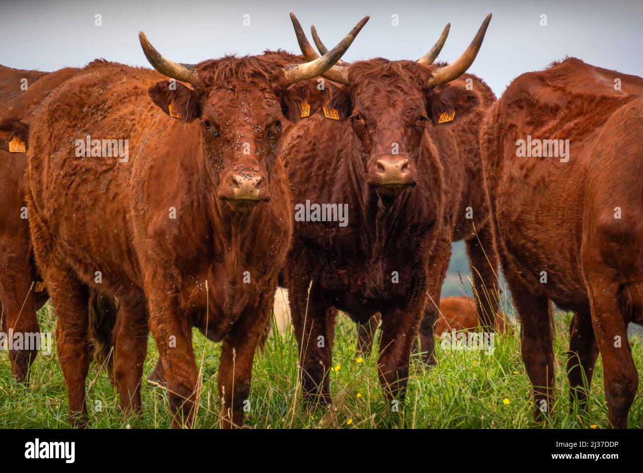 Francia-Auvernia Rhone Alpes-Cantal- vacas ''Saler''. Foto de stock