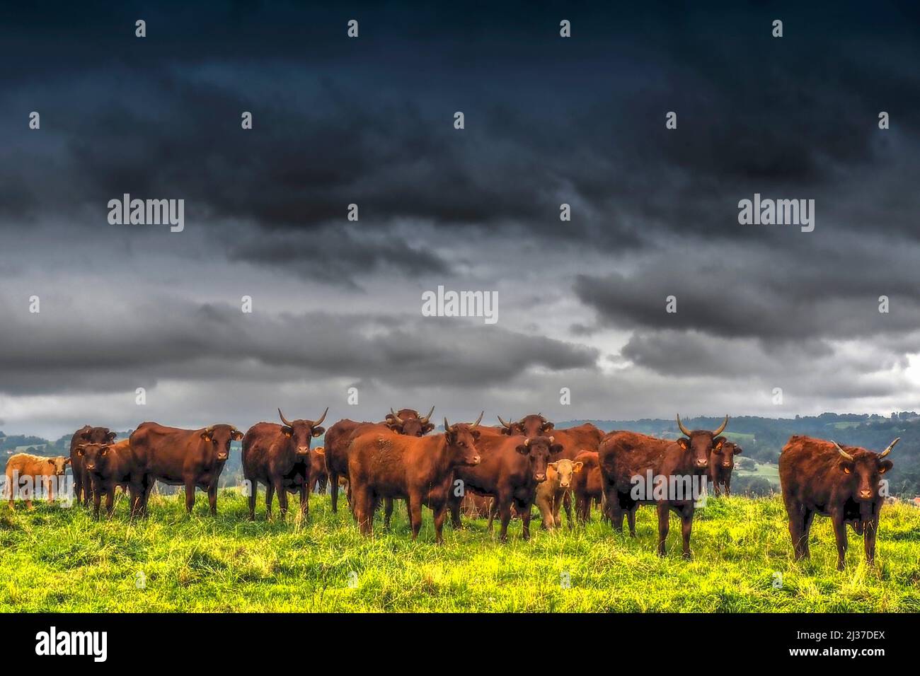 Francia-Auvernia Rhone Alpes-Cantal- vacas ''Saler''. Foto de stock
