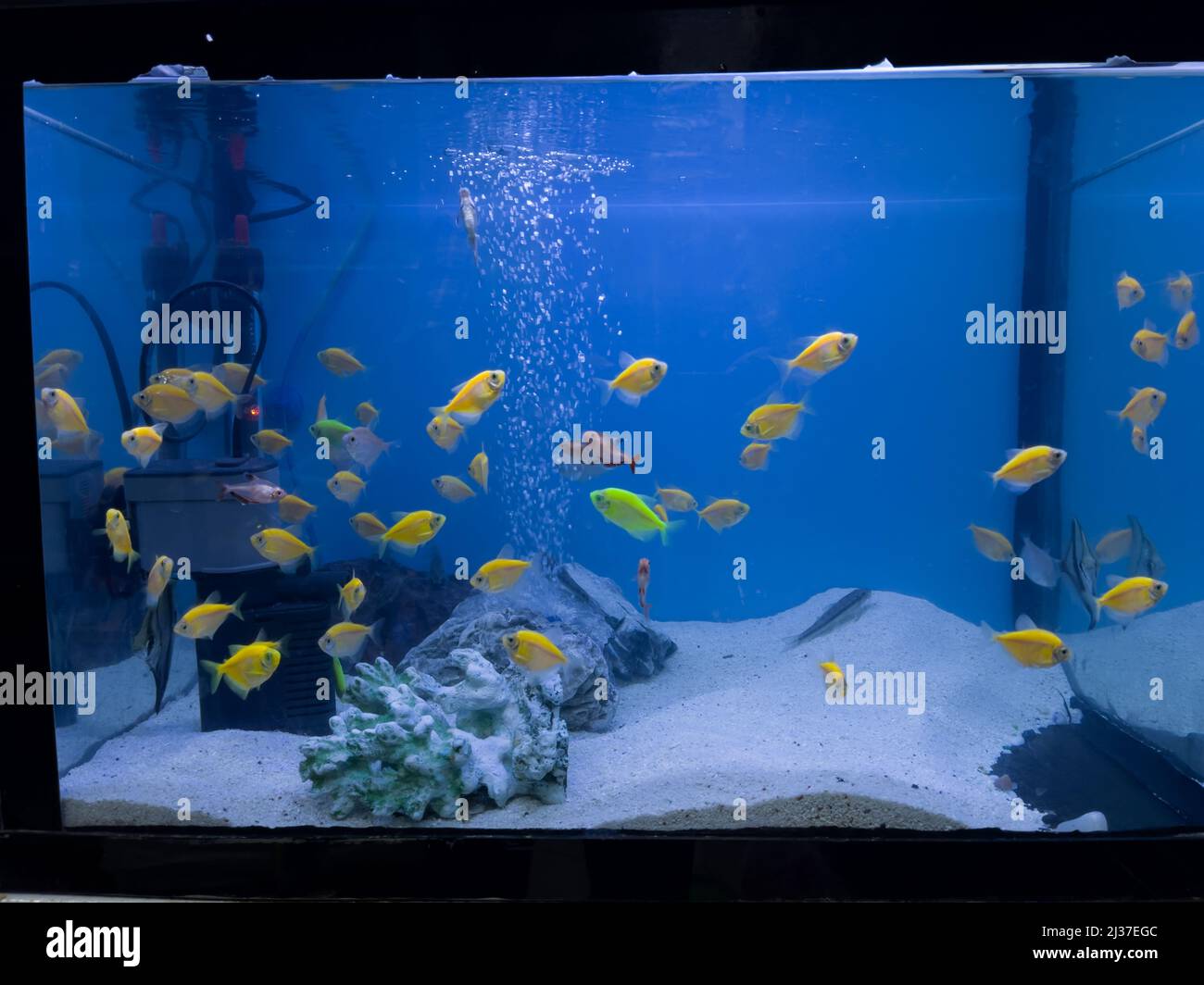 Vista de cerca de un acuario que contiene muchos Tetras Glofish (Gymnocorymbus ternetzi) para la venta en una tienda de mascotas. Foto de stock