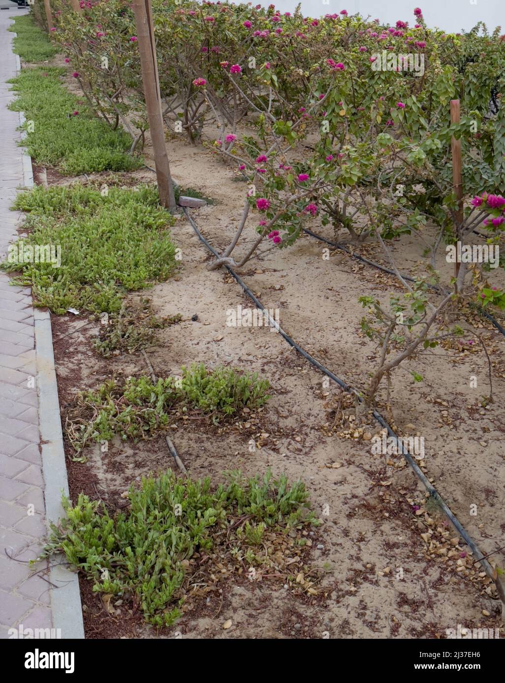 Sistema de riego por goteo utilizado para el paisajismo en el lado de un camino. Foto de stock