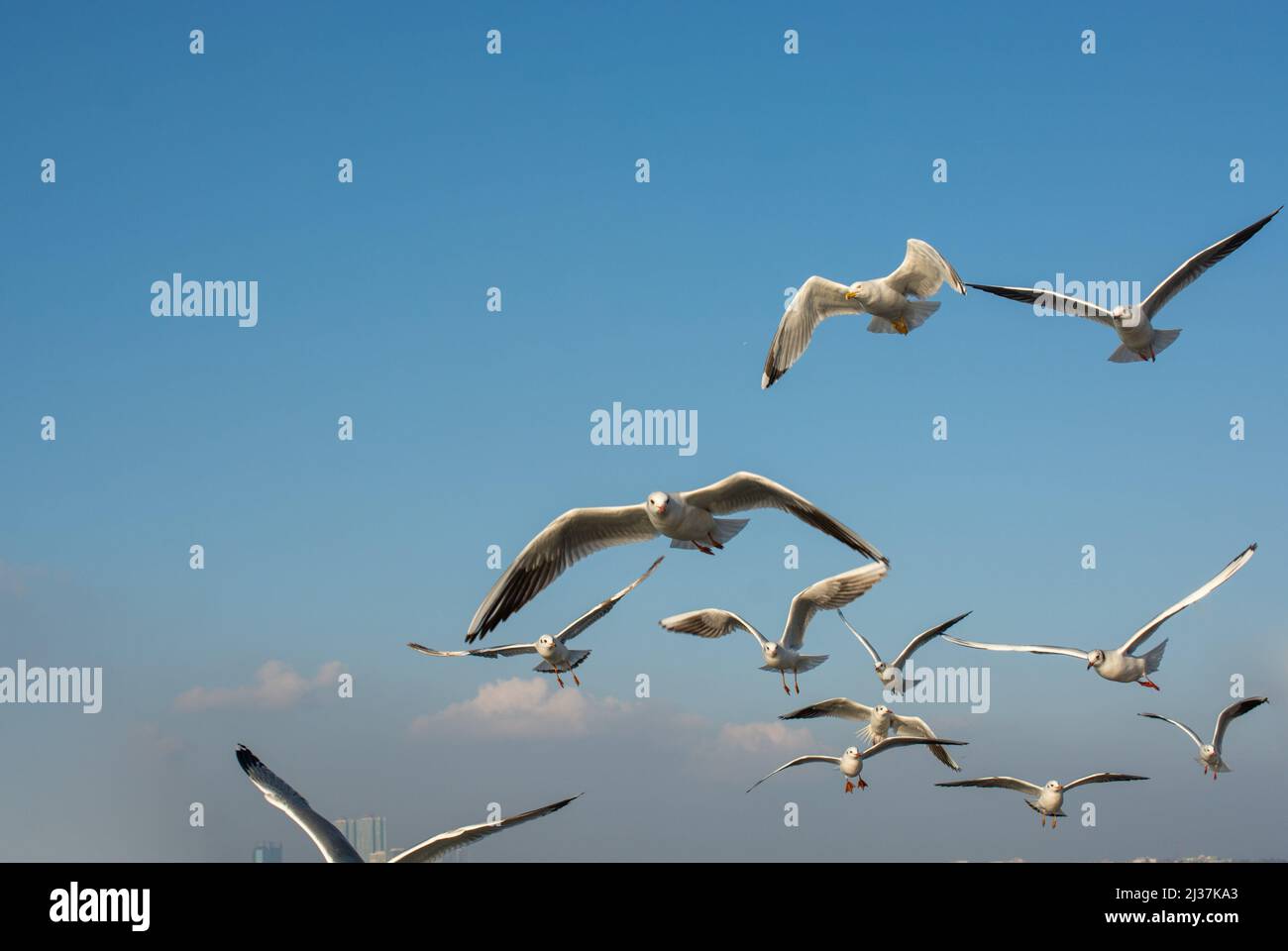 Gaviota volando en el cielo. Seagull volando cielo como concepto de libertad. Foto de stock