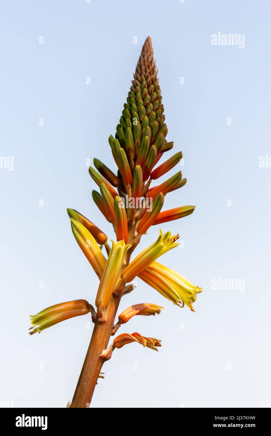 Flor de Aloe vera en enfoque selectivo. Semillas de plantas de Aloe Vera  Fotografía de stock - Alamy