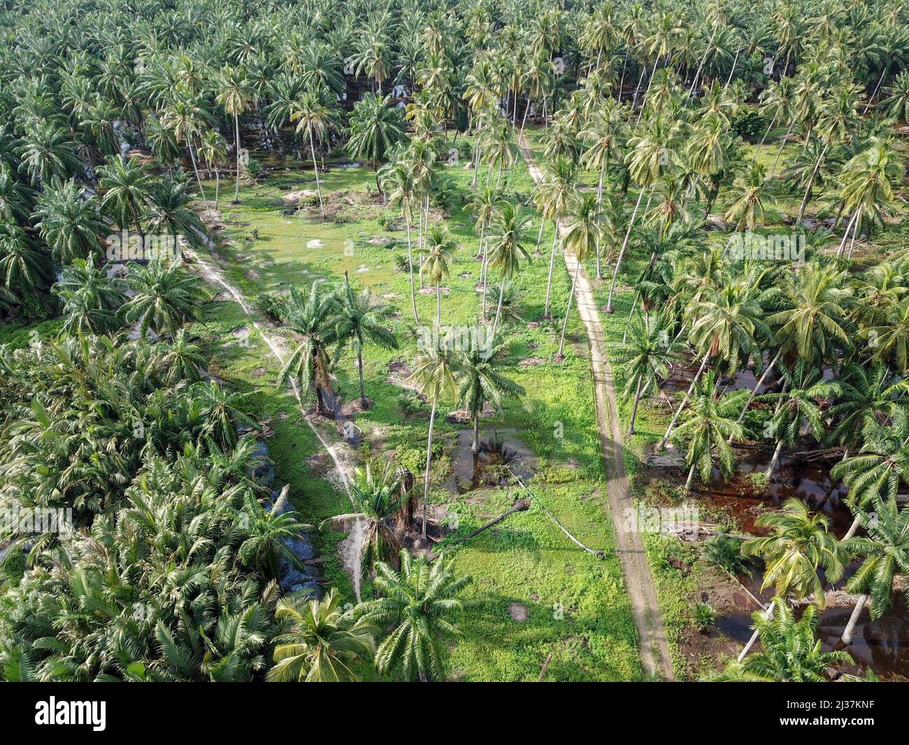 Plantación de cocoteros en plantaciones de palma aceitera. Foto de stock