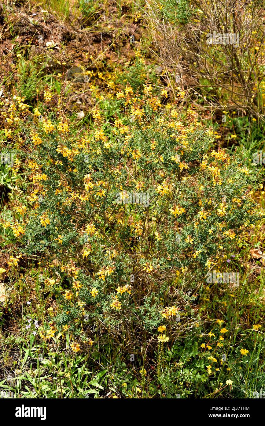 Codeso (Adenocarpus complicatus es un arbusto nativo de la cuenca del Mediterráneo occidental. Esta foto fue tomada en la Sierra de la Culebra, Zamora, Castilla y Foto de stock