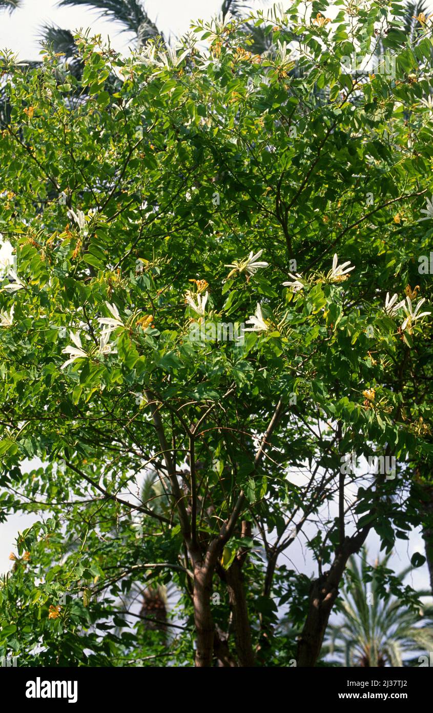 El árbol de orquídeas o ébano de montaña (Bahuinia variegata) es un árbol caducifolio nativo del sur de Asia. Foto de stock