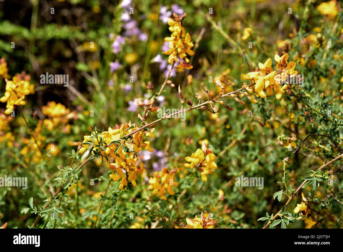 Codeso (Adenocarpus complicatus es un arbusto nativo de la cuenca del Mediterráneo occidental. Esta foto fue tomada en la Sierra de la Culebra, Zamora, Castilla y Foto de stock