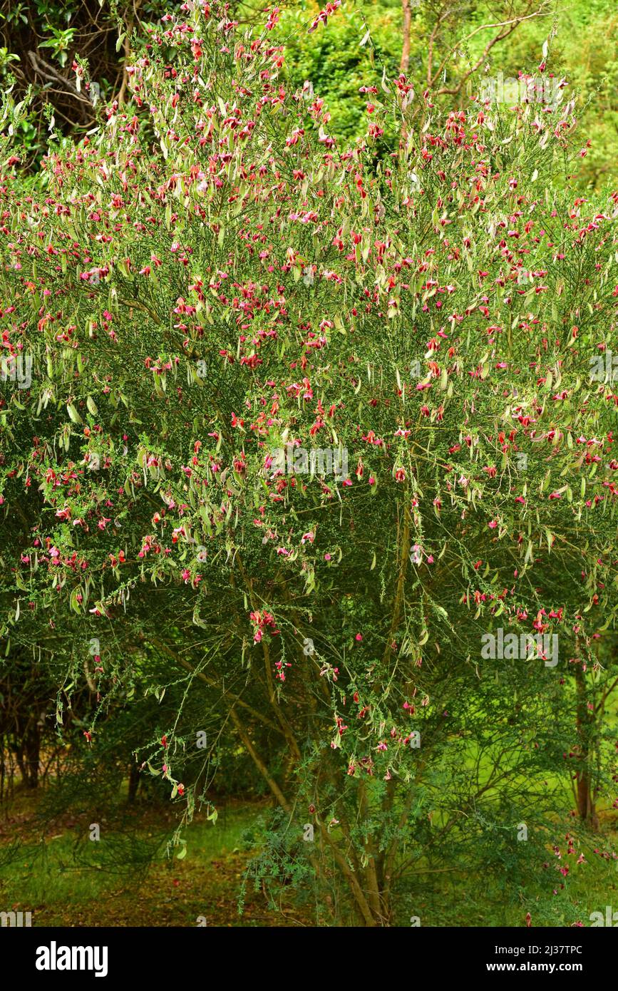 El escoba común (Cytisus scopararius o Sarothamnus scoparus) es un arbusto caducifolio nativo de Europa y naturalizado en muchas otras regiones. El salvaje Foto de stock
