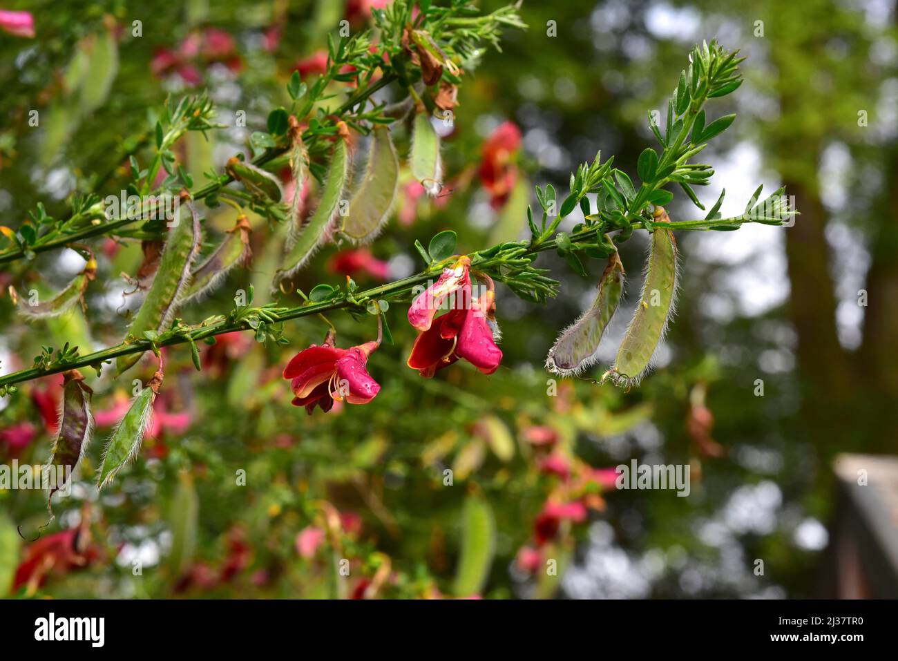 El escoba común (Cytisus scopararius o Sarothamnus scoparus) es un arbusto caducifolio nativo de Europa y naturalizado en muchas otras regiones. El salvaje Foto de stock