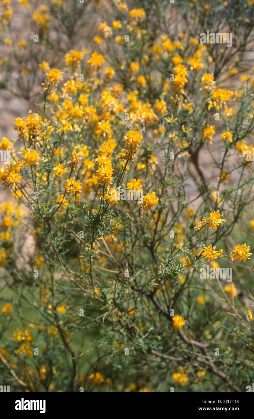 Genista dorycnifolia es un arbusto endémico de Eivissa (Ibiza), Islas Baleares, España. Foto de stock