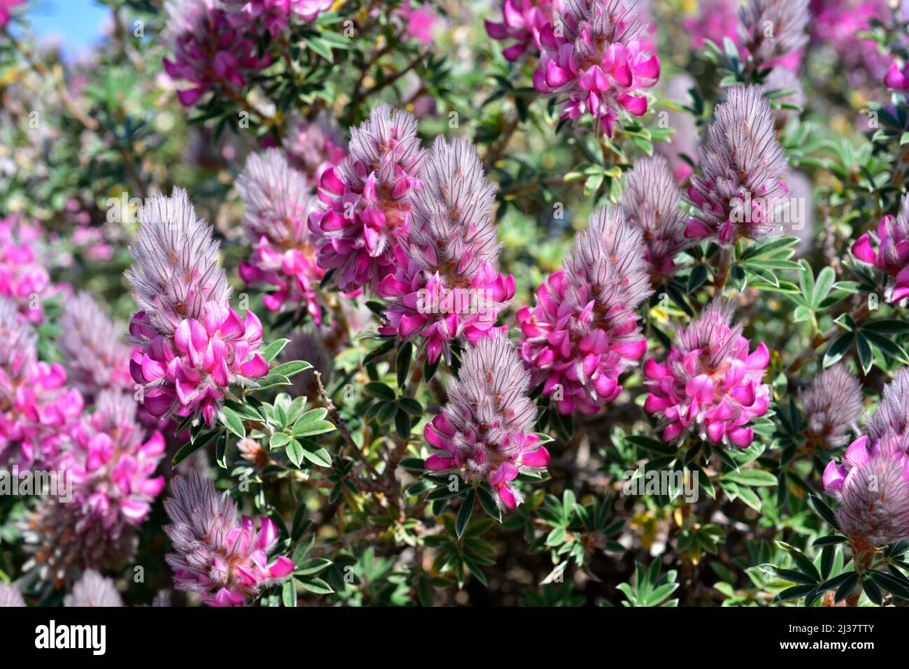Flores de grecia fotografías e imágenes de alta resolución - Alamy