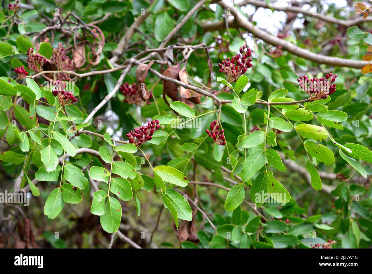 El frijol jaballo (Schotia brachypetala o Schotia latifolia) es un árbol caducifolio nativo del sur de África. Brotes de flores y hojas. Foto de stock
