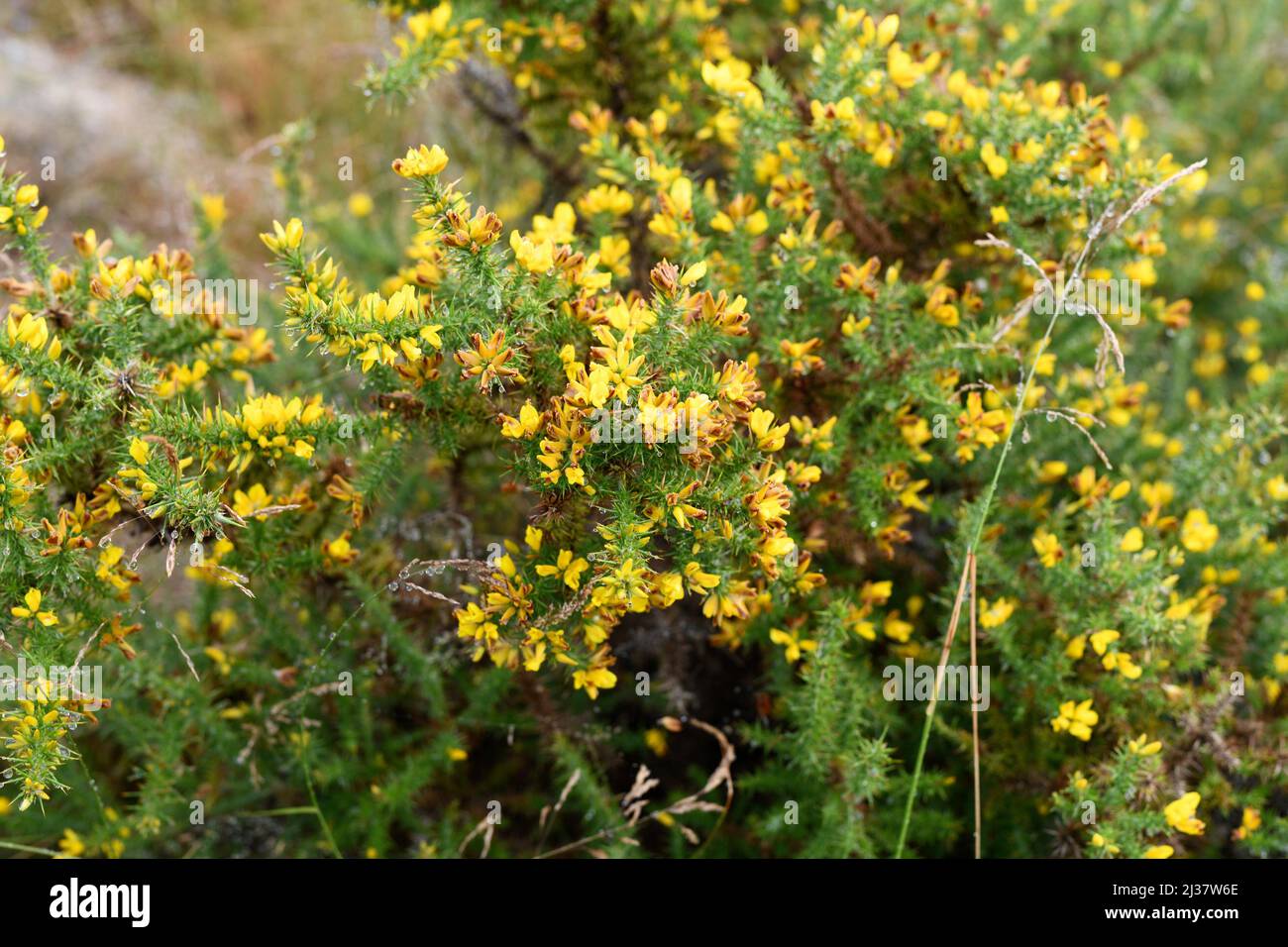 El GORSE (Ulex europaeus) es un arbusto espinoso nativo de Europa occidental (costas atlánticas). Esta foto fue tomada en Vilarinho Seco, Portugal. Foto de stock