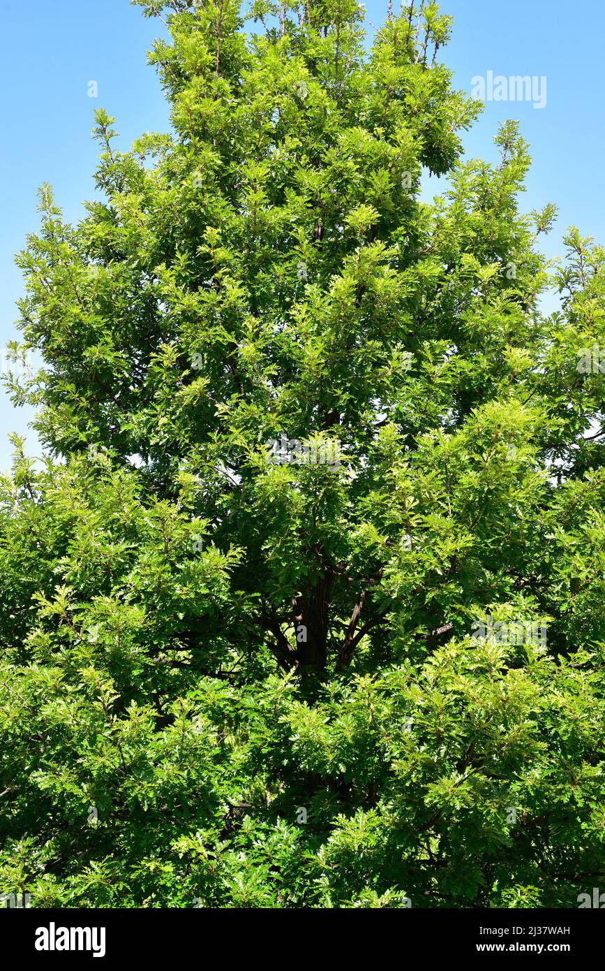 El roble de Turquía (Quercus cerris) es un árbol caducifolio nativo del centro y sureste de Europa y Asia Menor. Foto de stock