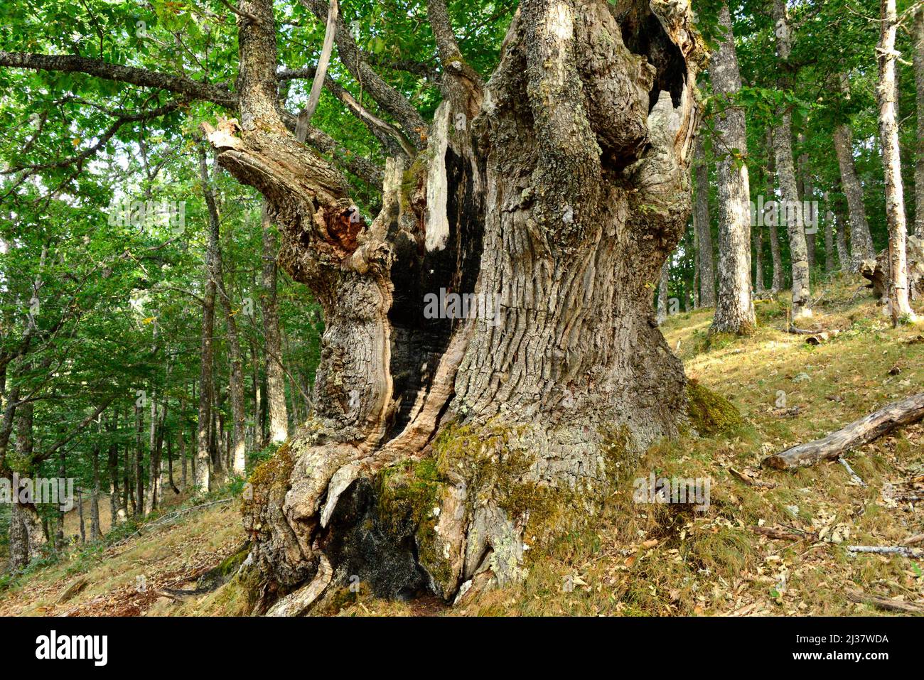 El roble sessile (Quercus petraea) es un árbol caducifolio nativo de Europa central, montañas del sur de Europa y Asia Menor. Esta foto fue tomada en Foto de stock