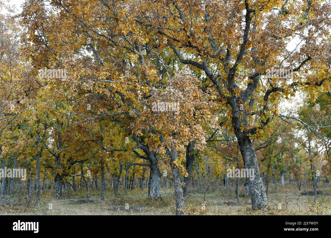 El roble pirenaico (Quercus pyrenaica) es un árbol caducifolio nativo de la cuenca occidental del Mediterráneo (Península Ibérica, montañas del oeste de Francia y Marruecos). Foto de stock