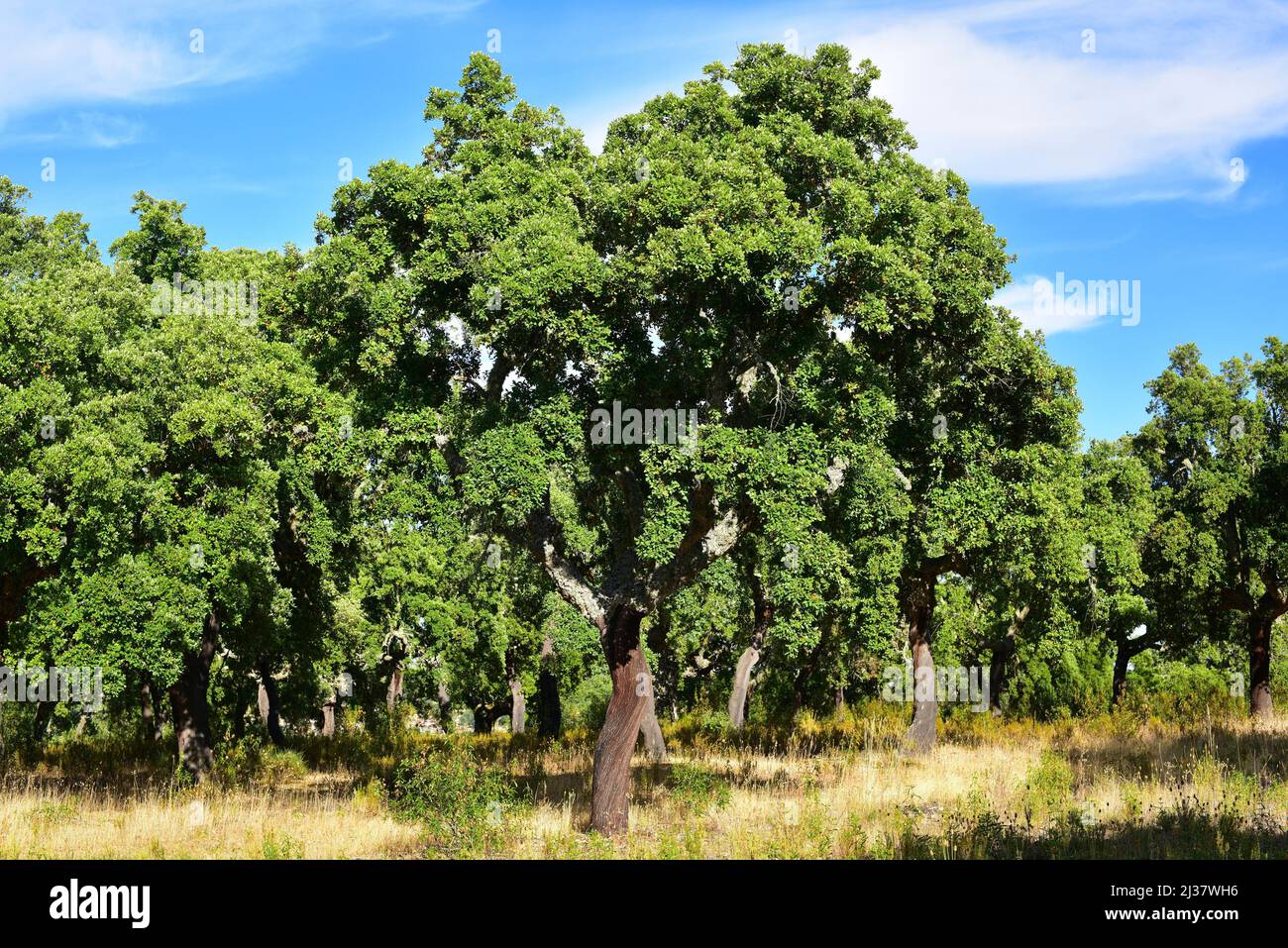 El roble de corcho (Quercus suber) es un árbol perenne nativo de la cuenca del Mediterráneo occidental. Su corteza se utiliza para hacer tapones, en la decoración y como Foto de stock