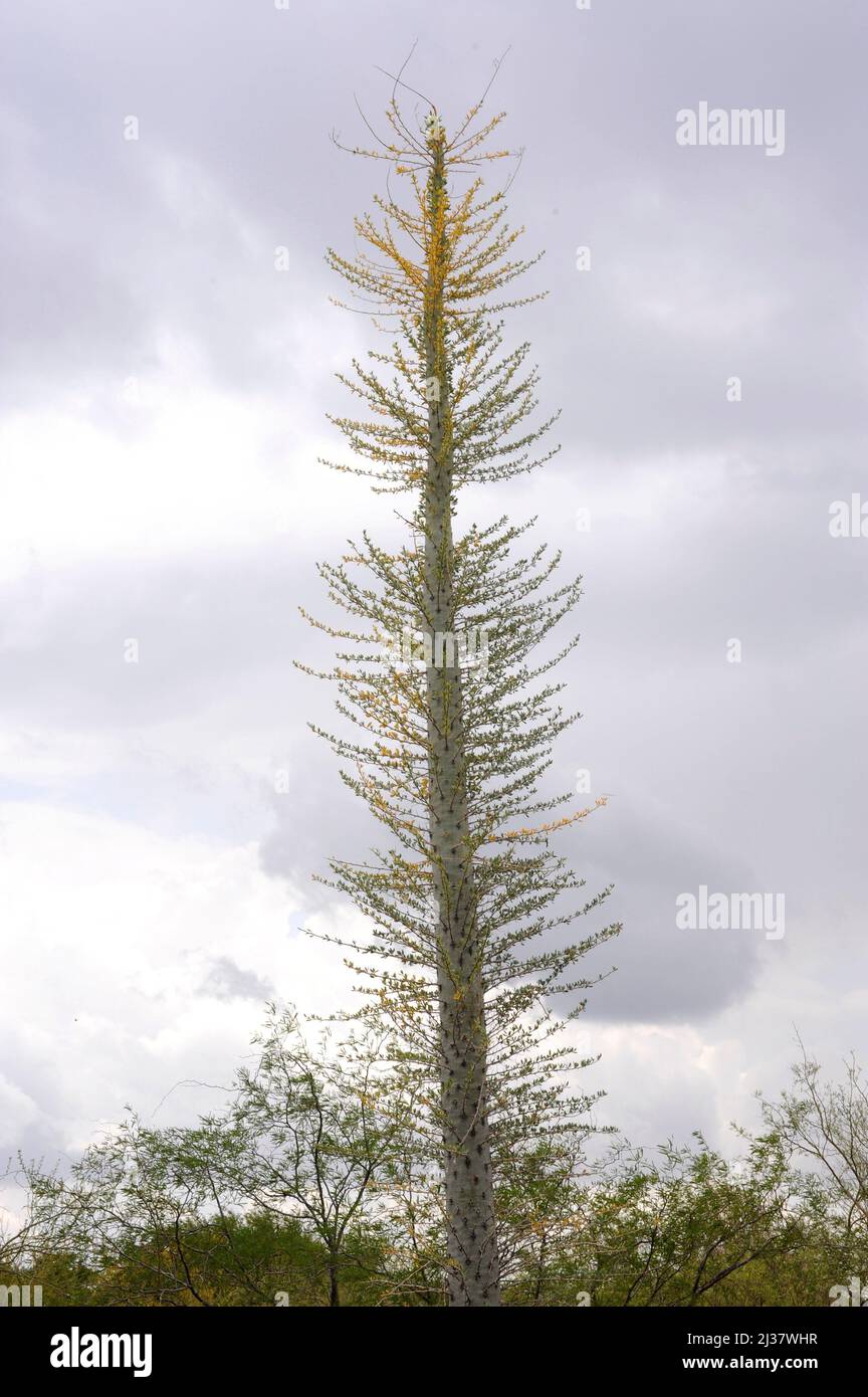 Boojum tree o cirio (Fouquieria columnaris) es una planta columniforme endémica de Baja California, México. Foto de stock