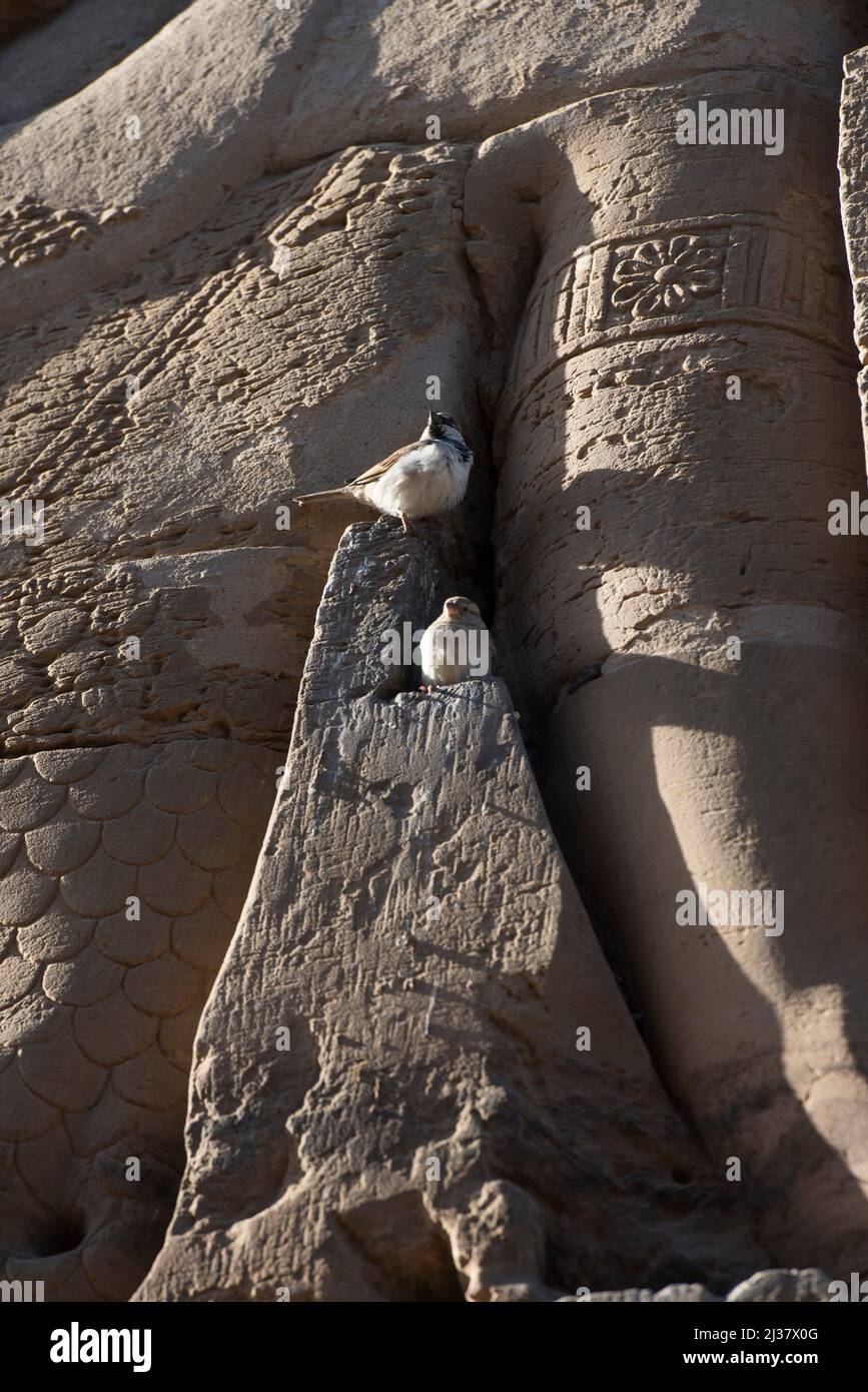 Gorriones puestos en una grieta en un muro del Templo de Kom Ombo dedicado a los dioses Sobek y Haroeris, Egipto, norte de África. Foto de stock