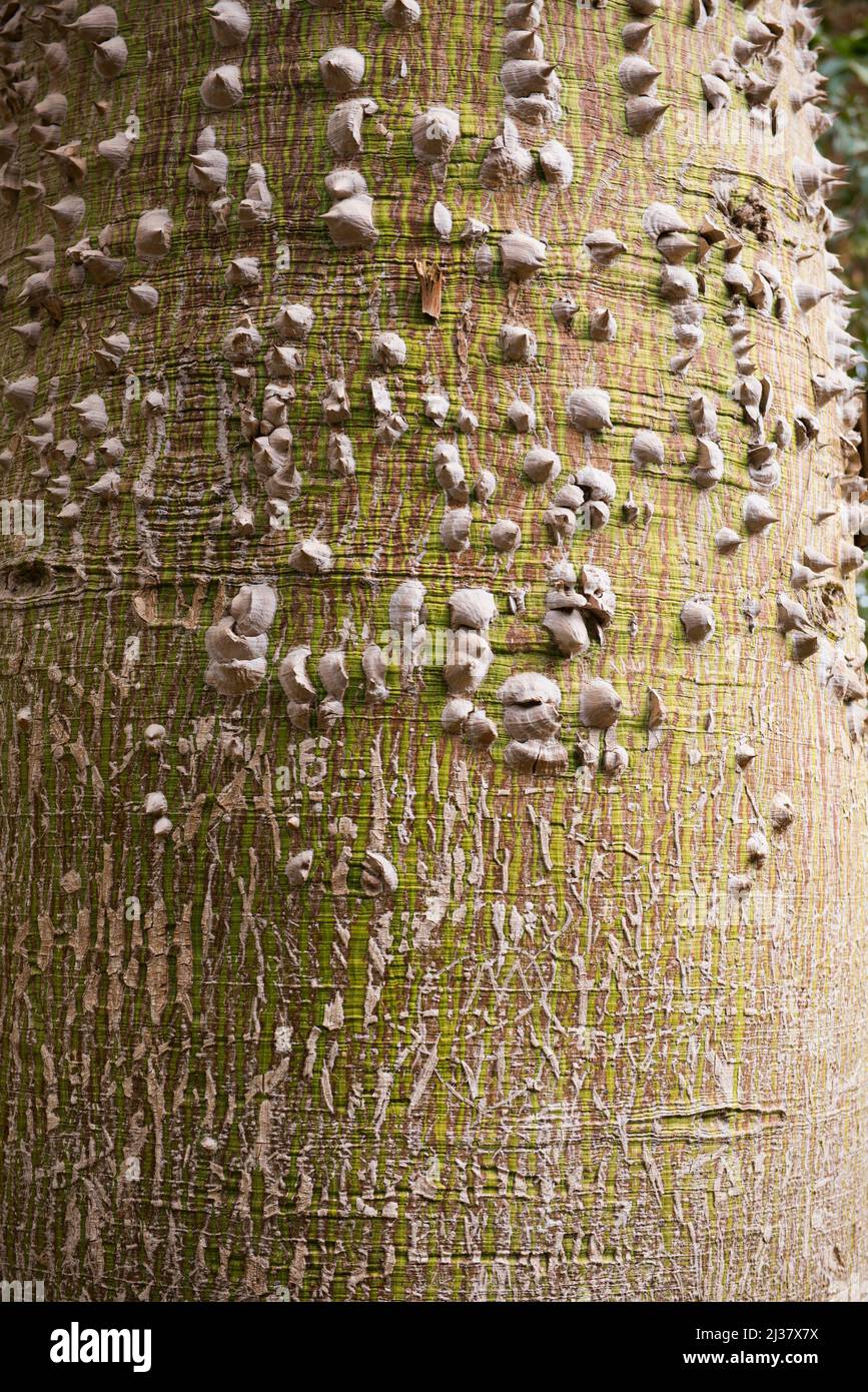 Seda de seda (Ceiba speciosa), Jardín Botánico en la Isla El Nabatat o la Isla Kitchener, Aswan, Egipto, el noreste de África. Foto de stock