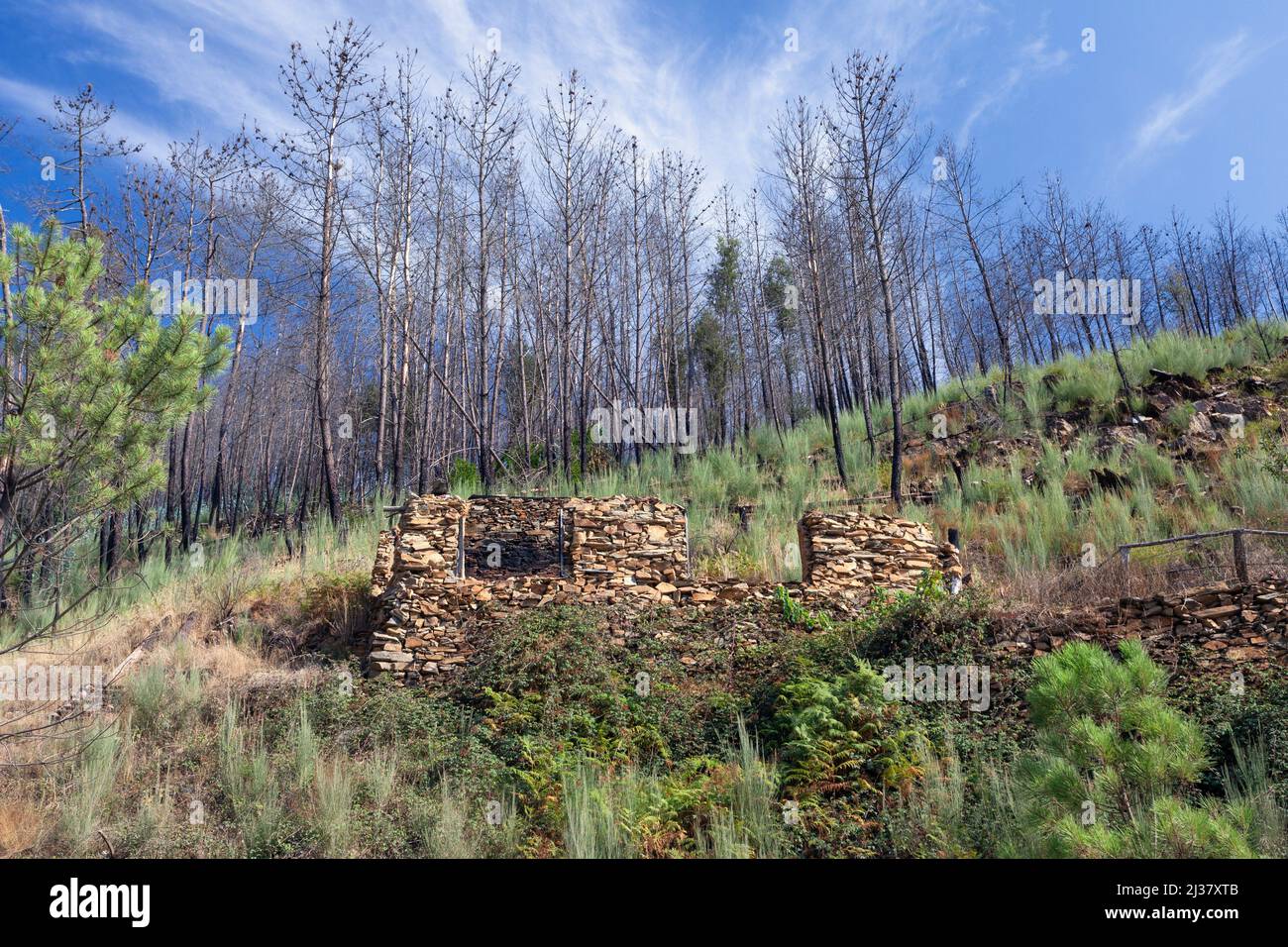 Europa, Portugal, Distrito de Coimbra, Cerca de Góis, Ruinas 'El cobertizo' (cerca de Colmeal) debajo de pinos quemados en Hillside después de los devastadores Foto de stock