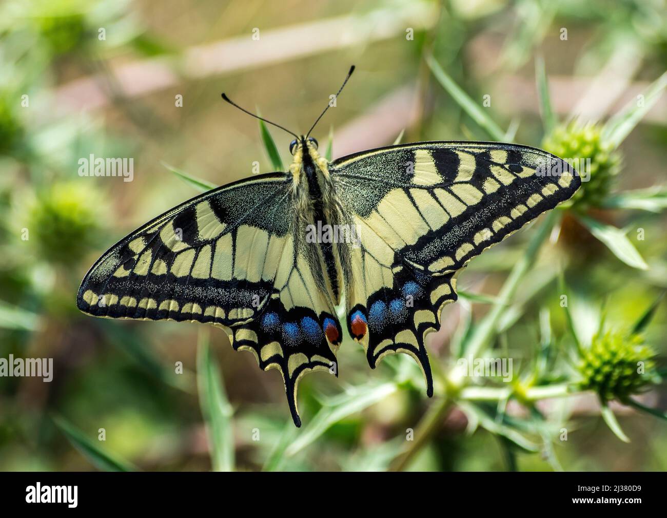 Papilio machaon, Papilionidae, Papilioninae, papallona reina, macaón, cola de golondrina, Foto de stock