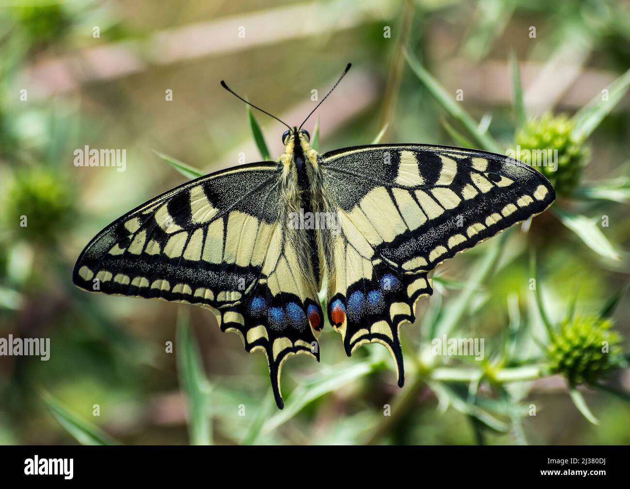Papilio machaon, Papilionidae, Papilioninae, papallona reina, macaón, cola de golondrina, Foto de stock