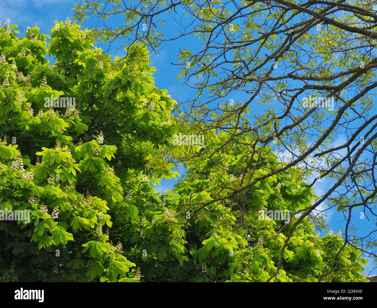 Primavera en la campiña del pueblo de Lluça. Región de Lluçanès, provincia de Barcelona, Cataluña, España. Foto de stock