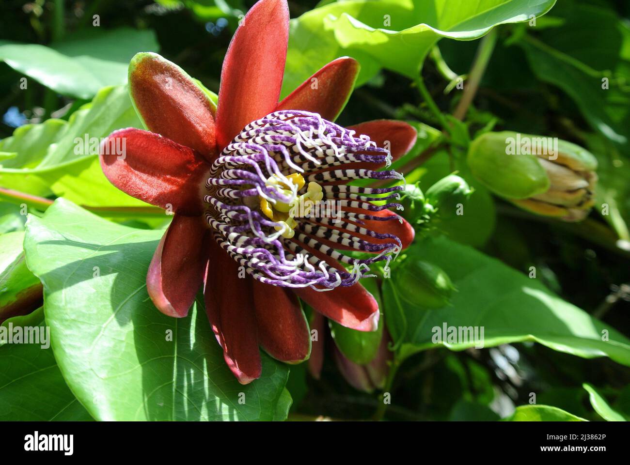Passiflora incarnata - particolare del fiore Foto de stock
