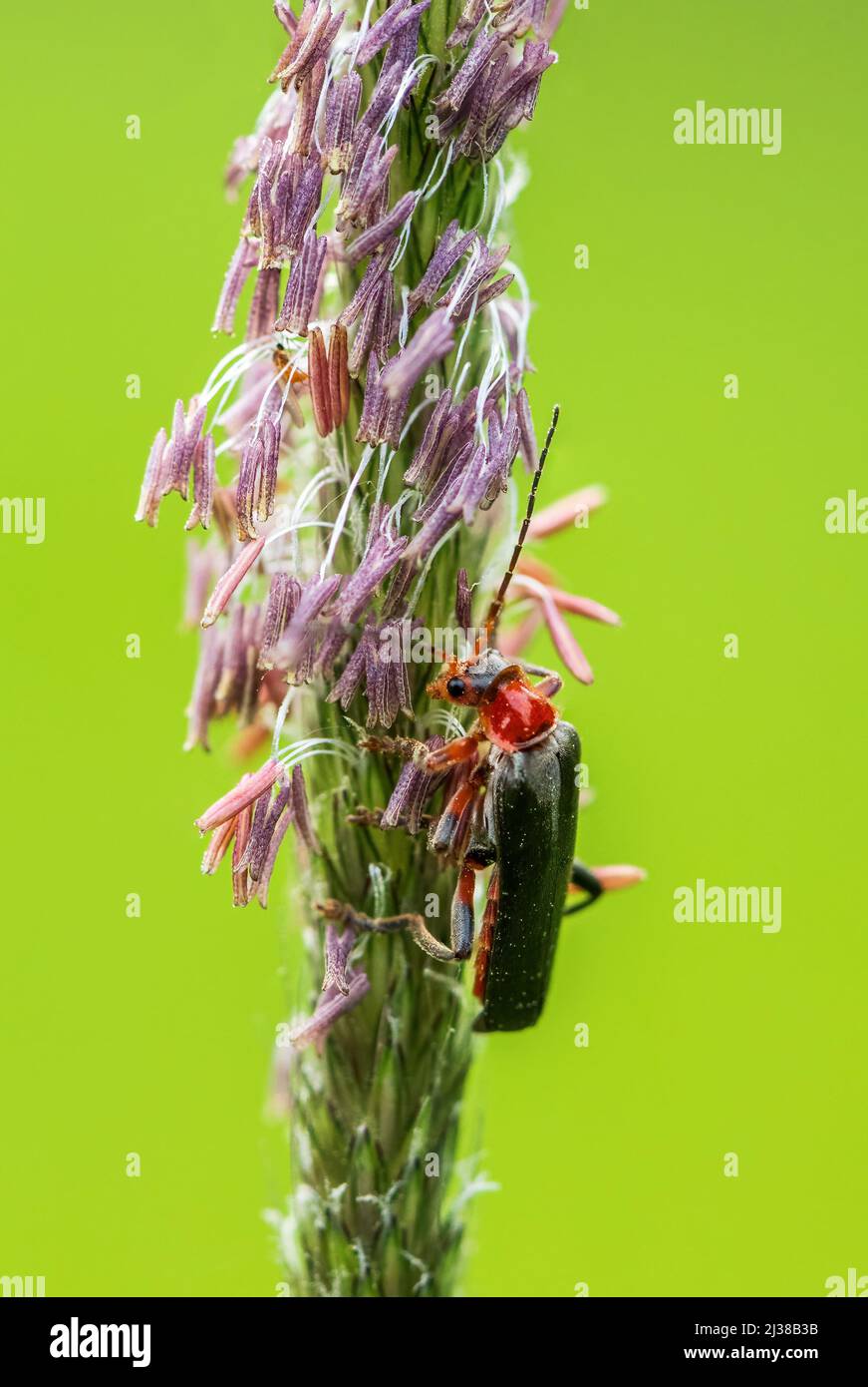 Escarabajo Soldado - Cantharis livida rufipes, pequeño escarabajo hermoso de prados y praderas europeas, República Checa. Foto de stock