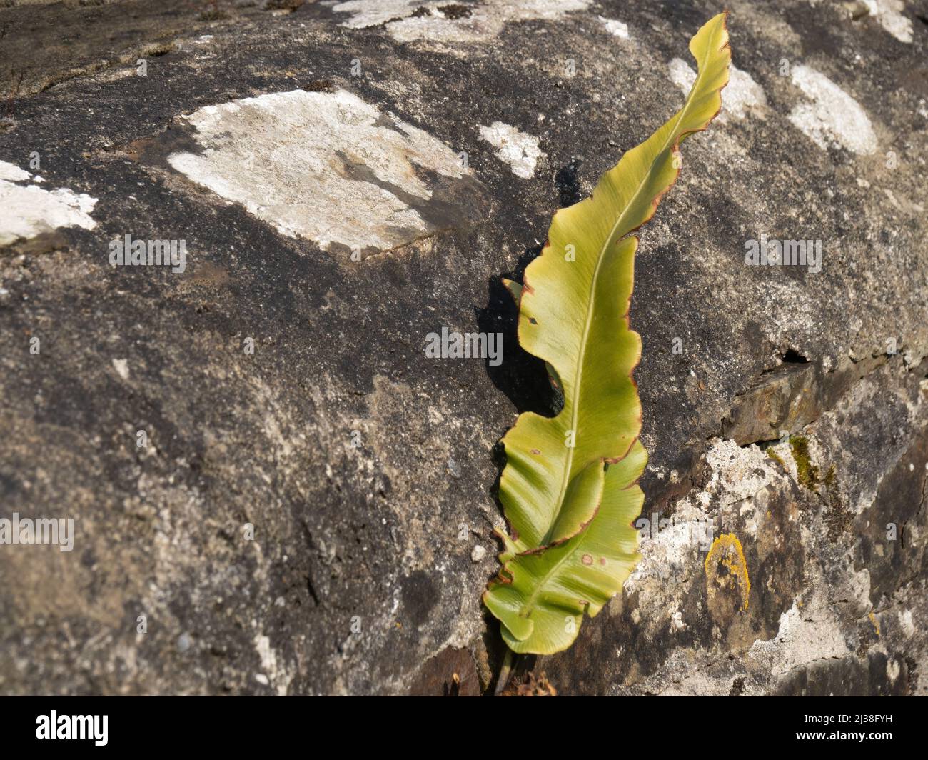 Helecho de Hart-lengua Asplenium scolopendrium luchando para sobrevivir creciendo en una vieja pared de piedra. Concepto de supervivencia, Foto de stock