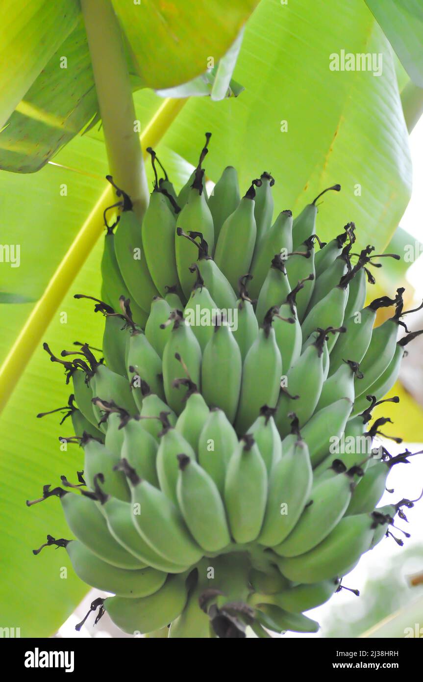 Planta de plátano o plátano, plátano o semilla de plátano en la granja  Fotografía de stock - Alamy