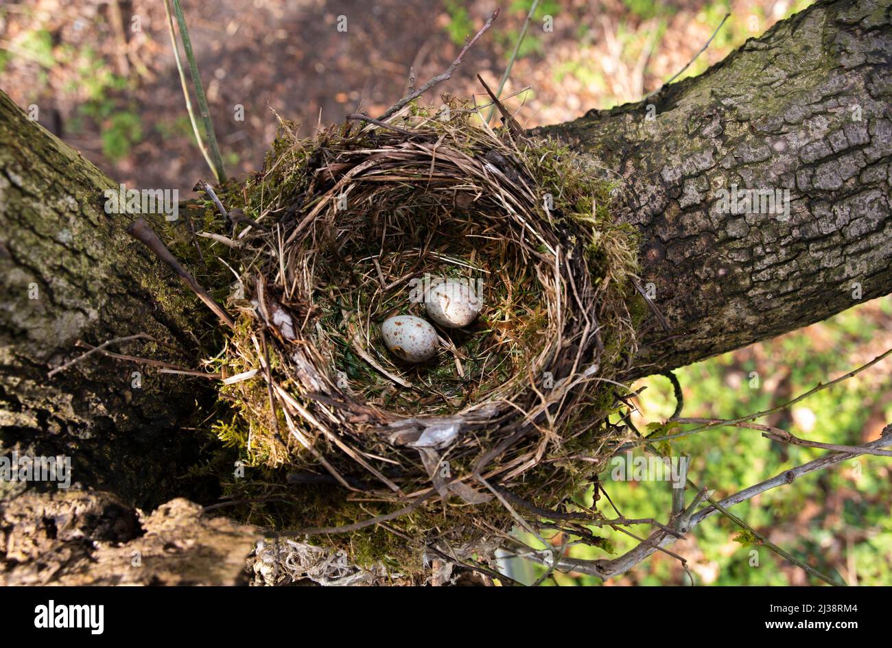 Nido de Trush, Turdus viscivorus, nido con dos huevos vistos desde arriba, Queen's Park, Londres, Reino Unido Foto de stock