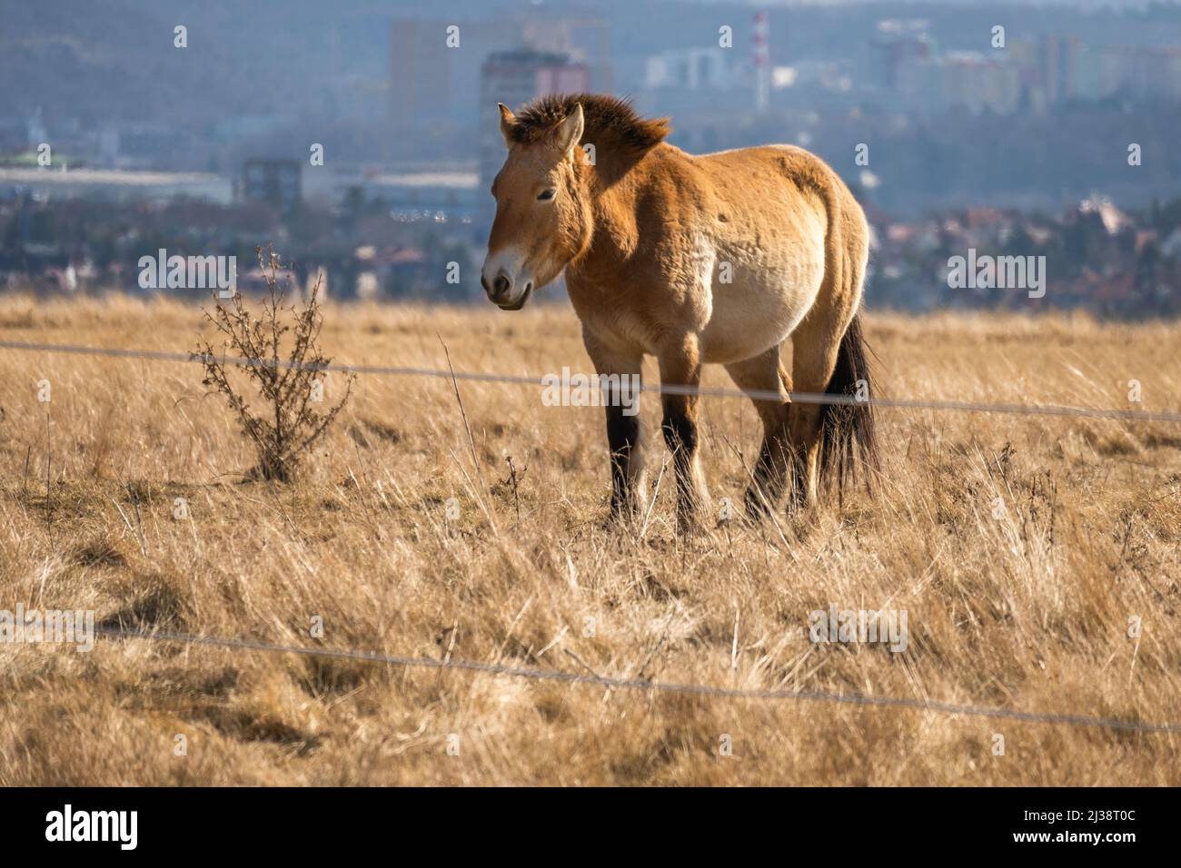 Caballo hembra de Przewalski (Dzungarian, caballo mongol) en el nuevo gran pasto en Praga Divci Hrady, ciudad al fondo, república Checa. Foto de stock