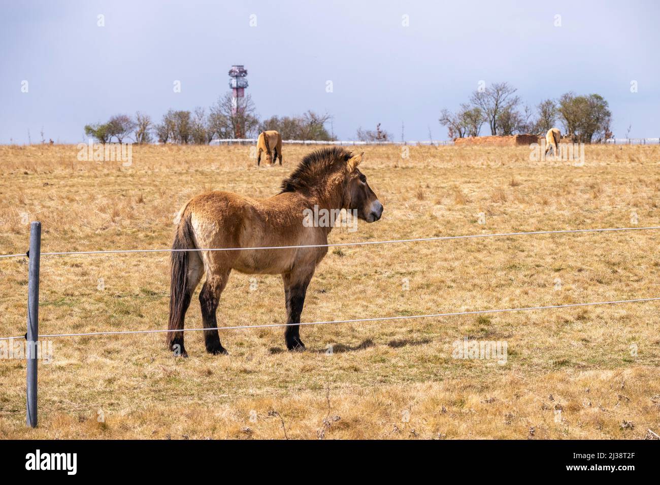 Tres caballos de Przewalski (Dzungarian salvaje, caballo mongol) en la nueva gran pastura en cerca. Praga Divci Hrady, república Checa. Foto de stock