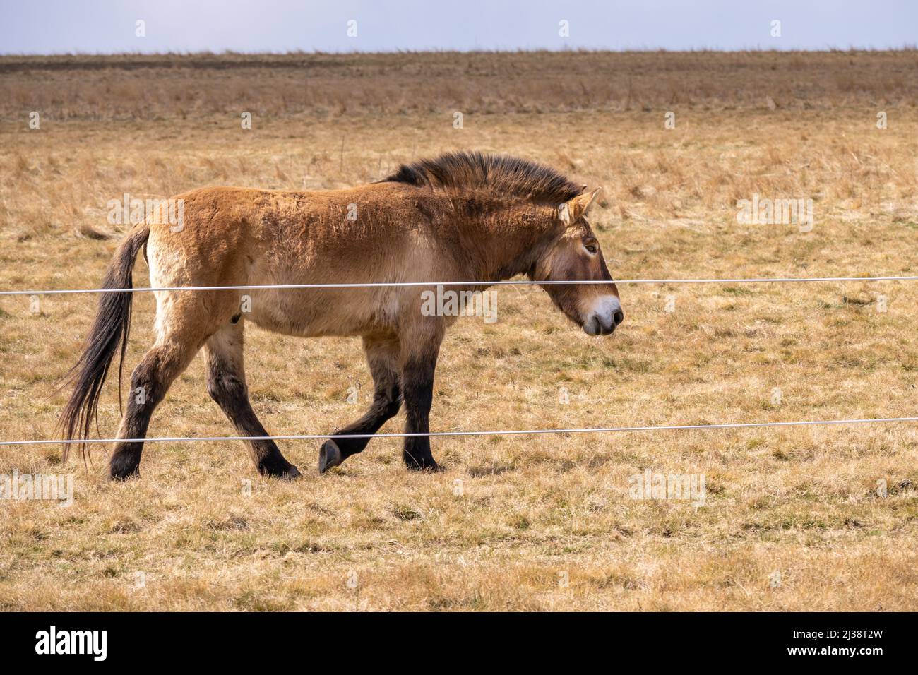 El caballo de Przewalski (caballo salvaje Dzungarian, mongol) en el pasto en cerca. Praga Divci Hrady, república Checa. Foto de stock
