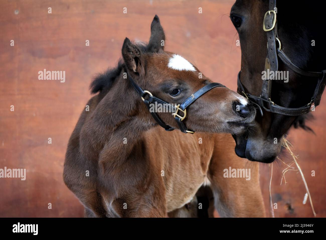Yegua caballo de carreras fotografías e imágenes de alta resolución - Alamy