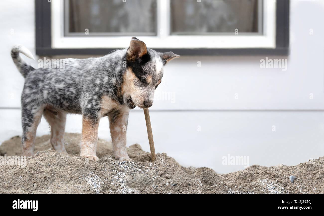 Cachorro jugando con palo de madera mientras vagaba por el patio trasero. Lindo cachorro masticando en un pedazo de madera mientras estaba de pie en un montón de arena. heeler azul de 8 semanas Foto de stock
