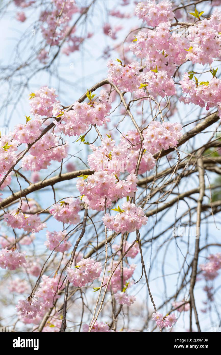 Oí que el parque está en flor y se pueden ver los cerezos en flor, así que fui a hacer una foto. Foto de stock