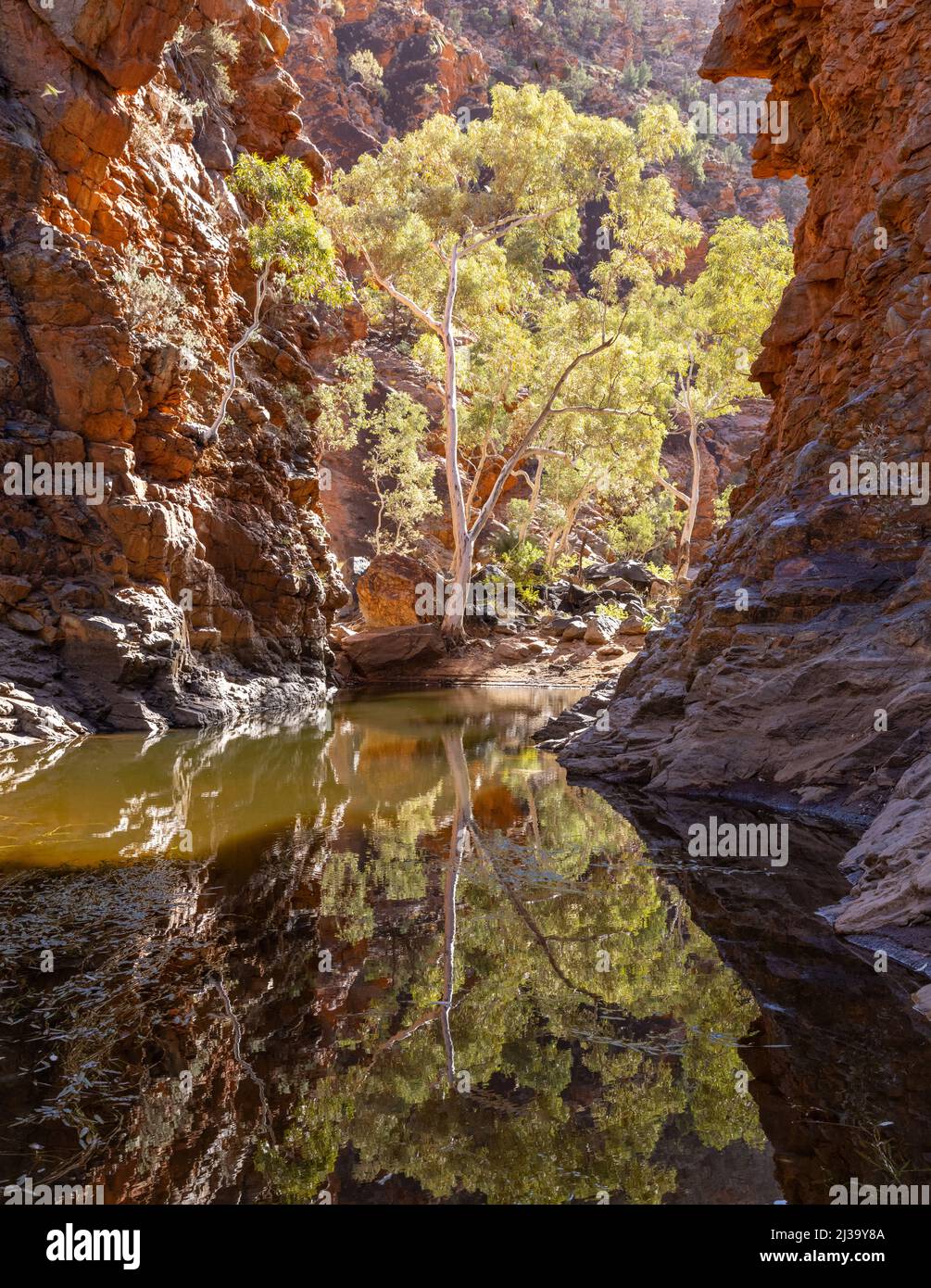 goma fantasma y su reflejo en la garganta serpentina en tjoritja - oeste macdonnell parque nacional del territorio norte Foto de stock