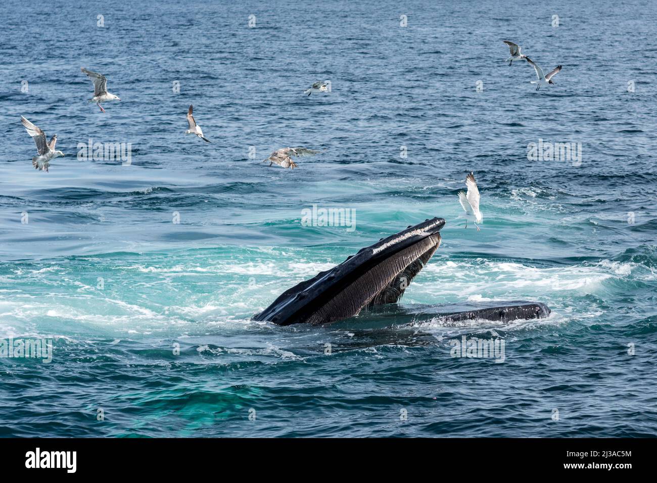 Ballena alimentándose en el océano