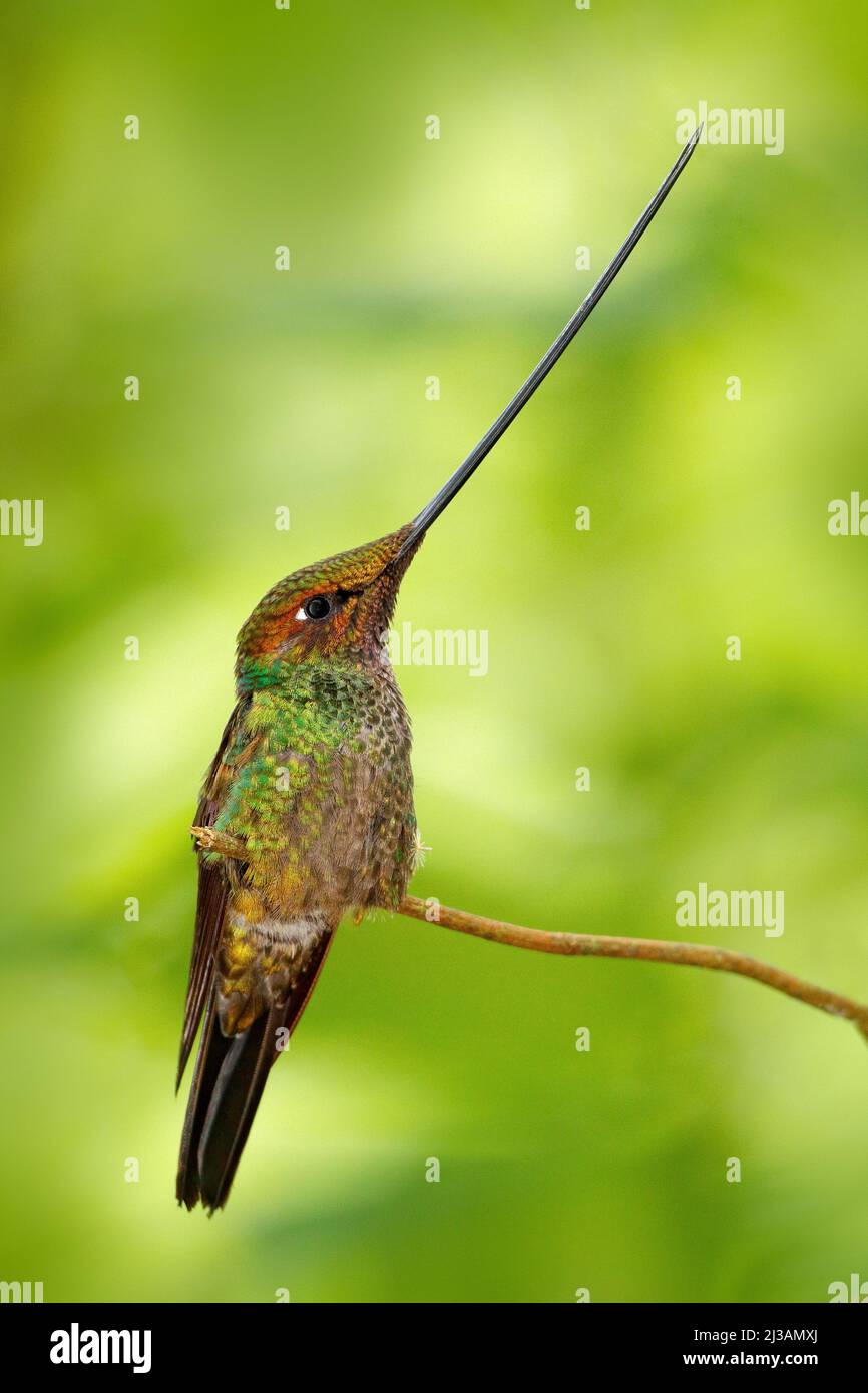 Colibrí de pico espada, Ensifera ensifera, ave con un increíble pico más  largo, hábitat del bosque natural, Ecuador. Pico largo más que colibrí bo  Fotografía de stock - Alamy