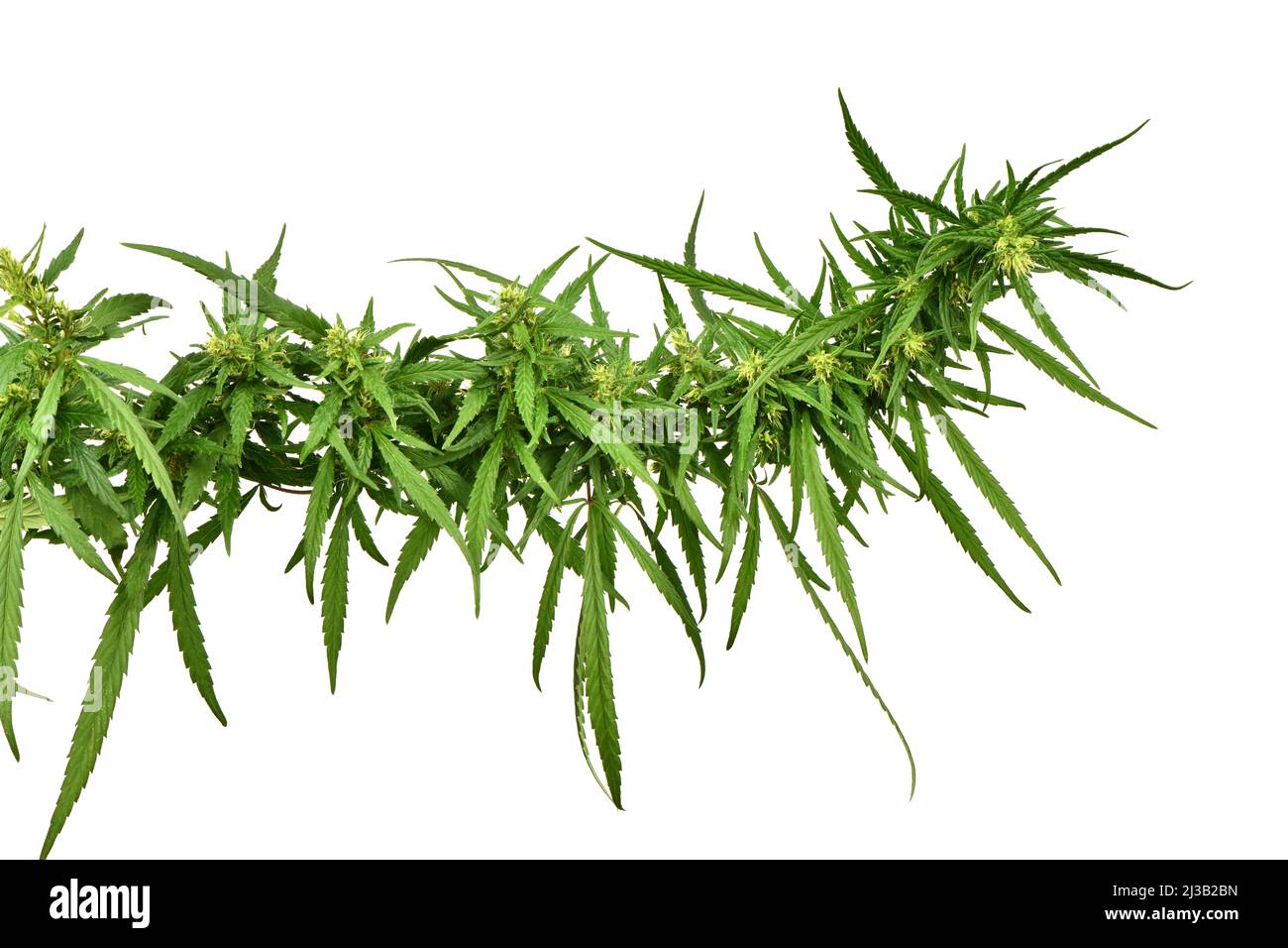 Marihuana rama de cannabis sobre fondo blanco. Marihuana con hojas y  flores. Fotos de alta resolución. Profundidad de campo completa Fotografía  de stock - Alamy