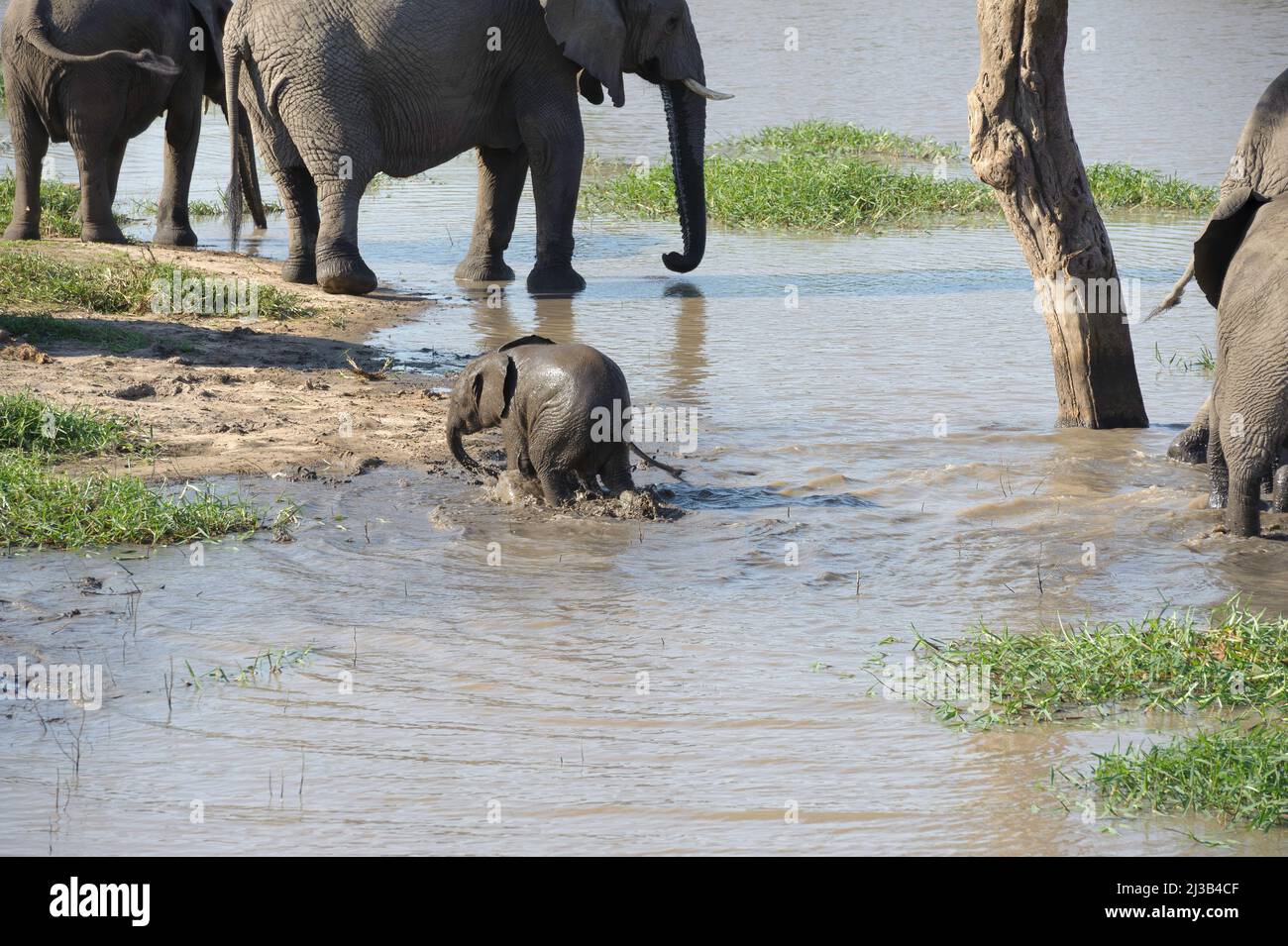 Elefante bebé jugando en el río, parte de una gran manada en el Parque Nacional Kruger. Foto de stock