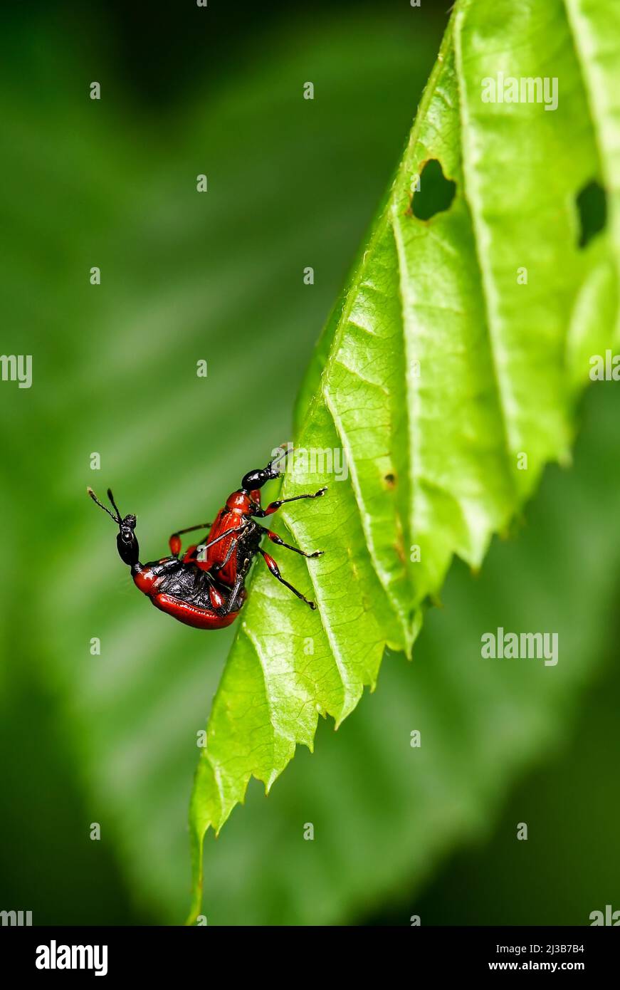 Hazel Leaf-roller Weevil - Apoderus coryli, pequeño y bello escarabajo de bosques europeos y bosques, República Checa. Foto de stock