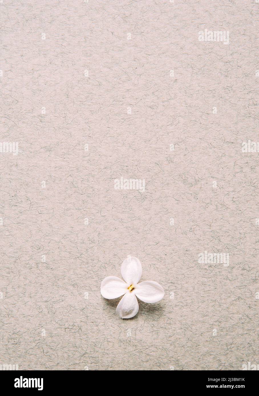 Textura de papel con flor blanca. Una pequeña flor natural sobre el fondo  de papel con textura, vista superior Fotografía de stock - Alamy