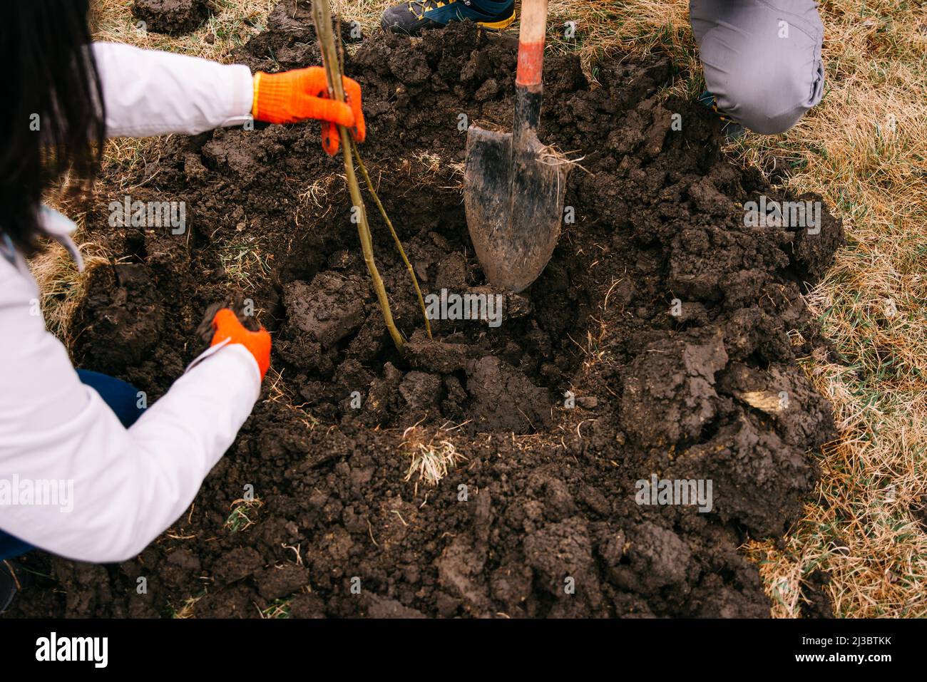 Foto de la cosecha de personas sin rostro que excavan el suelo con una pala  para plantar árboles. Haciendo la Tierra verde Fotografía de stock - Alamy