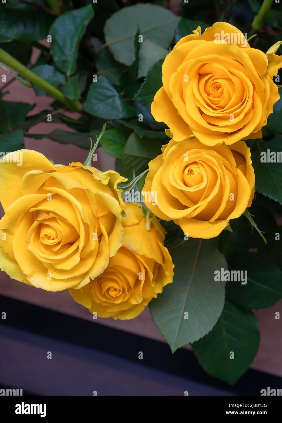 Primer plano de hermosas rosas amarillas con hojas verdes. Flores para unas  vacaciones, fondo de flores de color rosa. Foto vertical Fotografía de  stock - Alamy